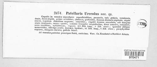 Patellaria urceolus image